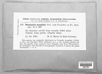 Naematelia encephala image